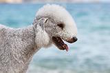 BEDLINGTON TERRIER 065